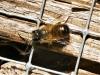 Osmia bicornis